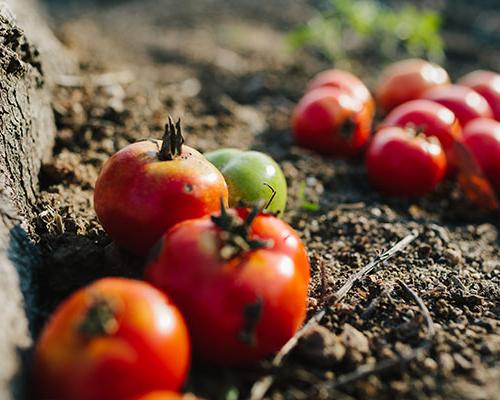 来自传统花园的新鲜西红柿